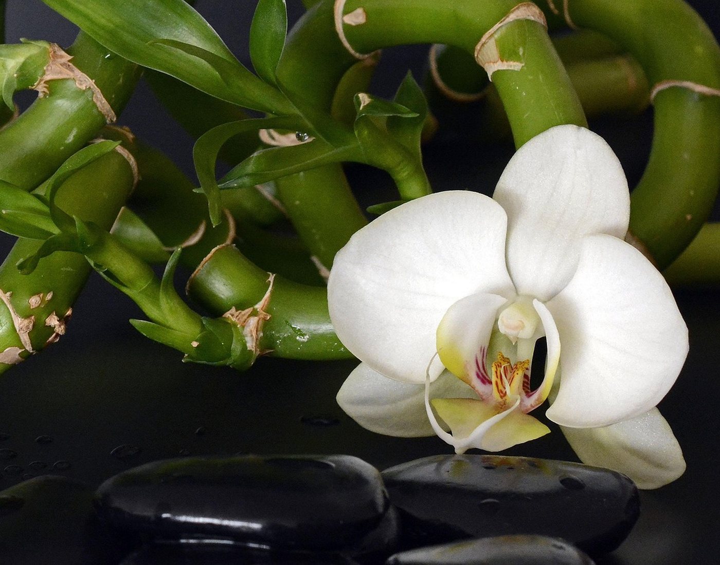 Pierres, bambou et orchidée dans une ambiance zen